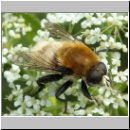 Merodon equestris - Narzissenschwebfliege 33.jpg